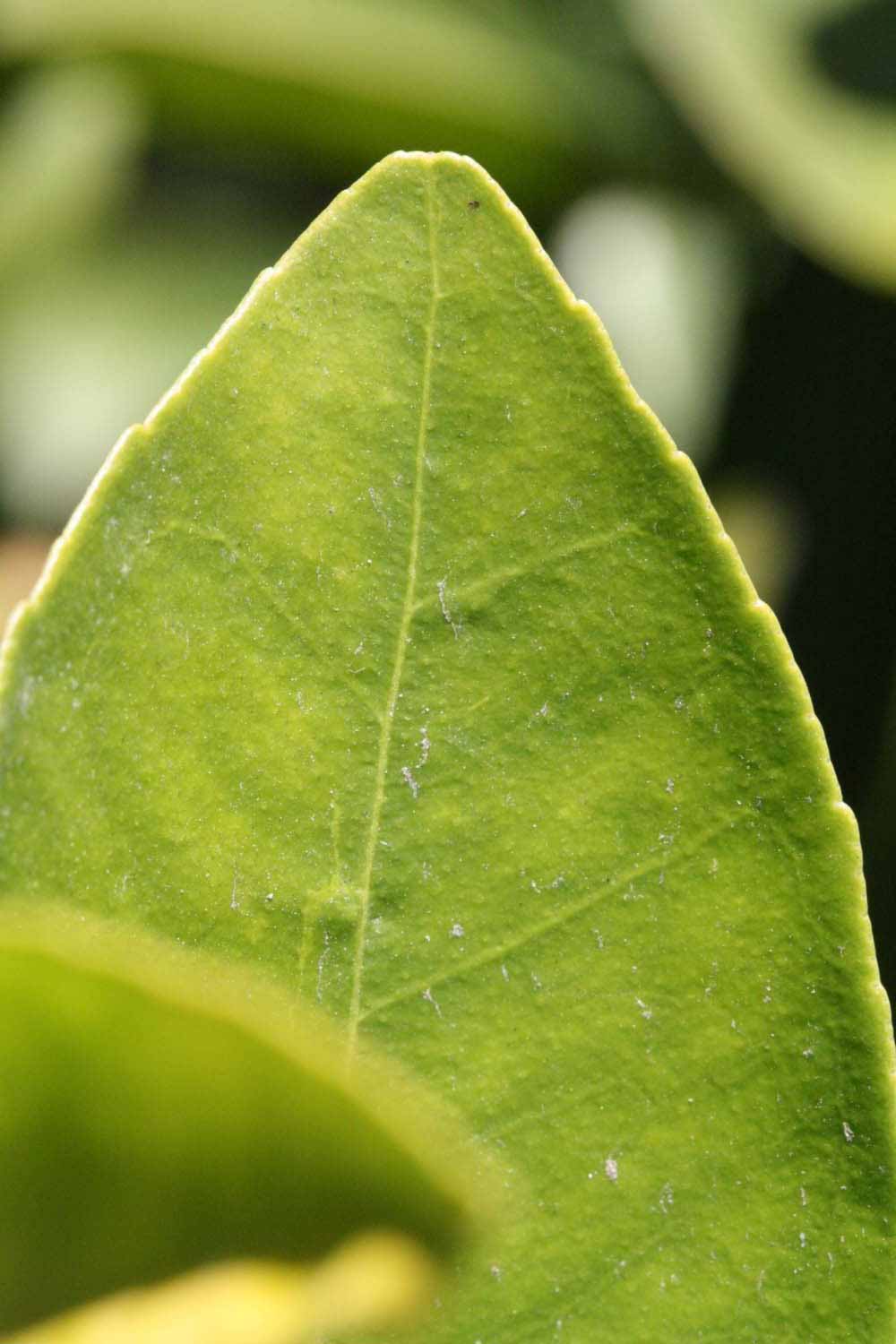              Margin (Riverside, CA)       